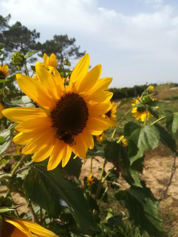 Vila Lira Aljezur Esterno foto
